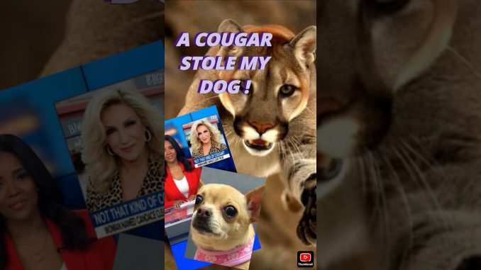 Chihuahua Dognapped by 'Cougar' Fake Ai News #aishorts