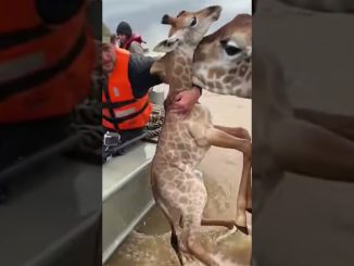 Great Rescue by Wildlife Guides 😍  #ai #animals #wildanimals #giraffe