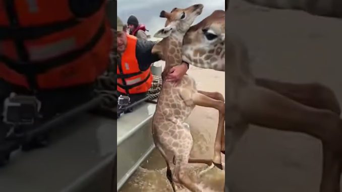 Great Rescue by Wildlife Guides 😍  #ai #animals #wildanimals #giraffe